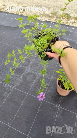 Вербена канадска 'Хоумстед Пърпъл', Verbena canadensis Homestead Purple, снимка 9 - Градински цветя и растения - 55135938