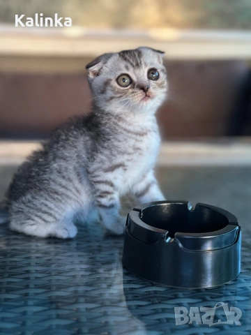 Мъжко шотландско клепоухо сребърно котенце , снимка 11 - Други - 55096948