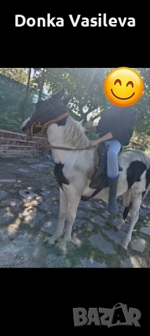 женско конче за езда 