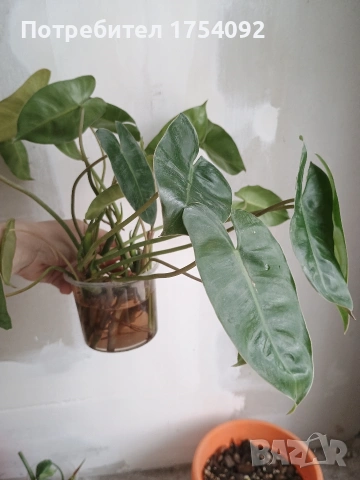 Резници Philodendron Burle Marx 