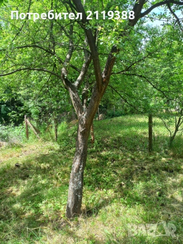 Дърва за огрев,ясен,акация и сливи, снимка 4 - Дърва за огрев - 54808452