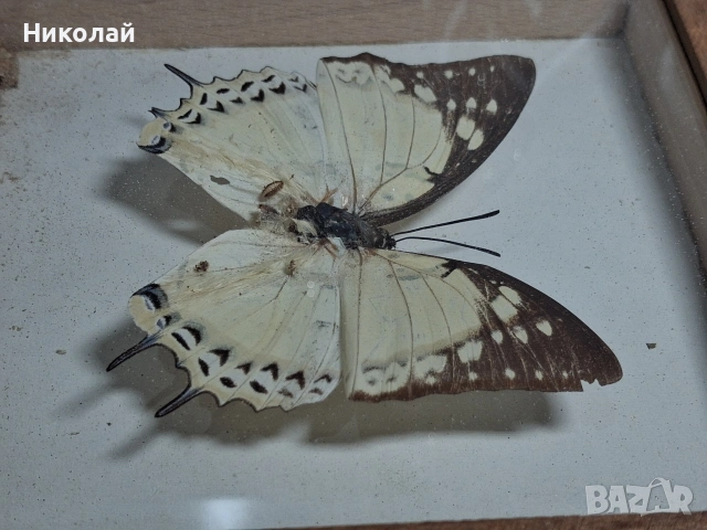 Препарирана Пеперуда в Рамка, снимка 12 - Декорация за дома - 54175284