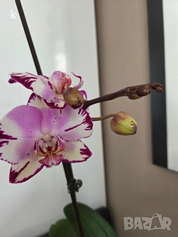 орхидея в самополивна саксия, снимка 2 - Стайни растения - 54190693