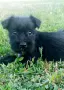 Миниатюрен шнауцер, снимка 1
