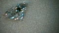 Диамант, Moissanite Brilliance, със сертификат, гравиран номер на камъка - 25 евро - 1 карат, снимка 4