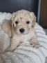 Ексклузивни Малтипу F1b бебета (Maltipoo) + Пълен Премиум Стартов Пакет (Подарък над 300€), снимка 5