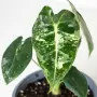 Alocasia Frydek Variegata, снимка 1