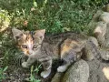 4 сладки котенца , снимка 1