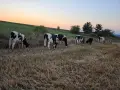 Продавам телета за доугояване , снимка 6