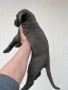 Кане корсо, снимка 8
