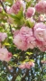 Японска Вишна Канзан, Сакура, Prunus Serrulata Kanzan, снимка 6