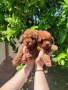 Пудел Той/Poodle Toy, снимка 7