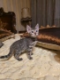 Бенгалска котка, снимка 2