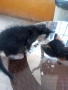 подарявам малки котенца., снимка 5