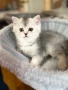 Сребърни котета , снимка 1