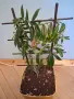 Колумнея - Columnea schiedeana - с цвят, снимка 1