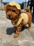 Poodle toy/Пудел Той, снимка 1