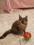 котенца Мейн Куун, снимка 5
