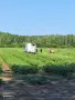 Продавам Дини и Пъпеши на Едро!, снимка 7