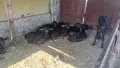 Продавам мъжки малачета , снимка 2
