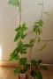 Пасифлора, Маракуя, Passiflora edulis, 2 бр. растения за 3 евро + бонус !, снимка 3