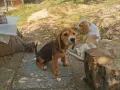 Бигълчета родени юни месец, снимка 3