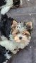 Biewer terrier , снимка 3
