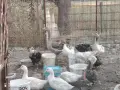 гъски патици юрдечки , снимка 1