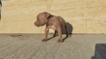 Pit bull питбулчета бул нос, снимка 4