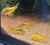 Сомче, сомче corydoras gold laser, gold stripe, снимка 2