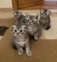 Британско коте таби, снимка 1