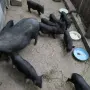 Виетнамски прасенца продавам, снимка 5