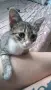 Подарявам добри котета,на добри хора., снимка 6