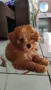 Той пудел Toy poodle, снимка 2