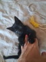 Подарявам бебе коте, снимка 2