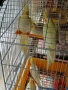 Продавам чифт Поини, снимка 4