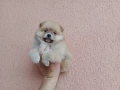 Мъжки Померан. Реални снимки от 29.03.26 г., снимка 3