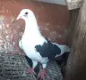 Пощенски на капак , снимка 2