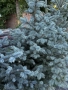 Сребрист Смърч Picea Pungens, снимка 3