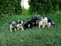 Кученца Френски булдог , снимка 3