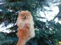 Женски Померан., снимка 3