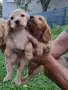 Английски кокер шпаньоли, снимка 8