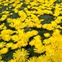 Delosperma cooperi Ice Cream Yellow (Делосперма жълта), снимка 1