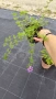 Вербена канадска 'Хоумстед Пърпъл', Verbena canadensis Homestead Purple, снимка 9