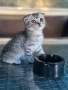 Мъжко шотландско клепоухо сребърно котенце , снимка 11