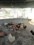 Млади Кокошки носачки, снимка 2