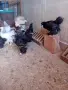 Кокошки ярки, уоман барун, брама, бял легхорн и селски кокошки, снимка 6