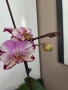 орхидея в самополивна саксия, снимка 2