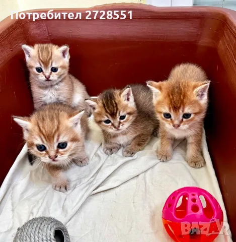 Британска късокосместа порода, 4 златисти котета, котка, домашни любимци, снимка 6 - Британска късокосместа - 55450451