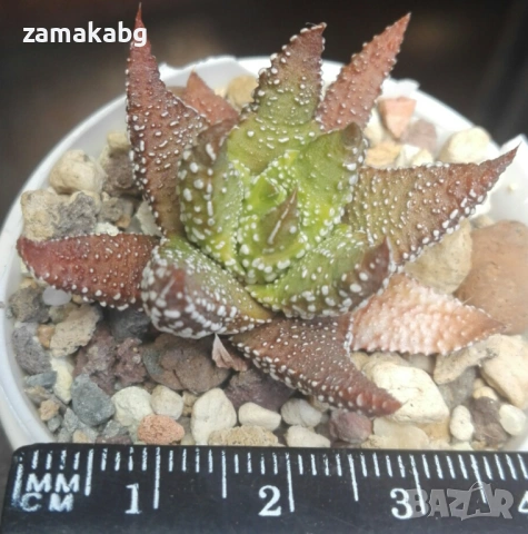 Хавортия (Haworthia attenuata Tanba var. nova), сукулентно растение, снимка 2 - Стайни растения - 54855214